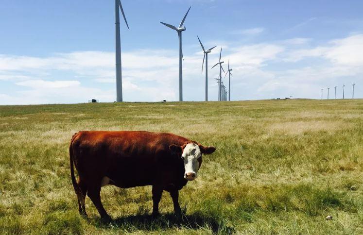 a cow grazes on grass in a field with wind turbines in background