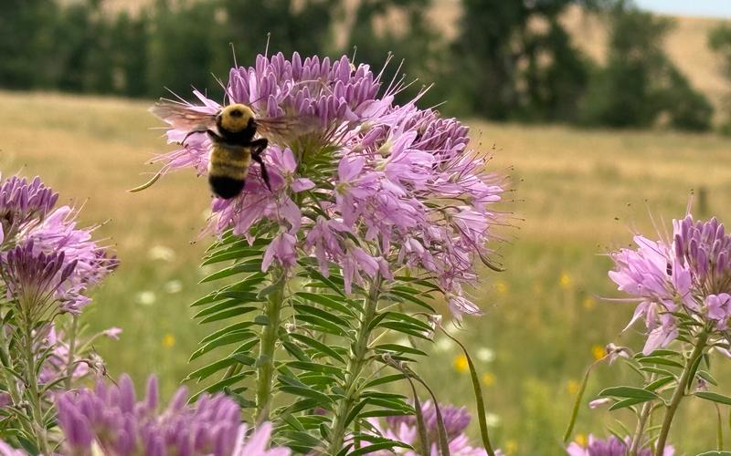 Native bumble bee enjoying purple flowers. 