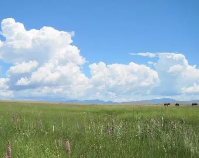 clouds plains cows