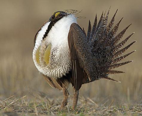 greater sage grouse stewardship action plan