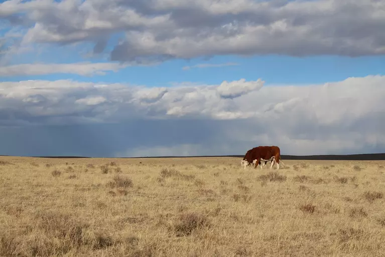 Single cow grazing in rural prairie field with blue sky horizon 